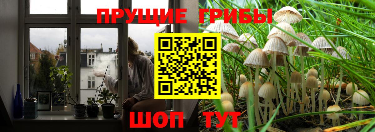 Тейково  Галлюциногенные грибы Psilocybine cubensis  Вход с VPN 